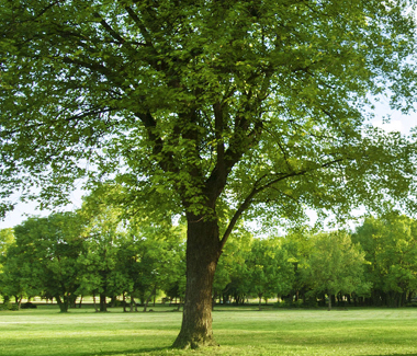 Almstead ağac kolu və qazon baxımı şirkəti